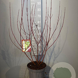Cornus alba 'Elegantissima' 80-100 cm 7,5L