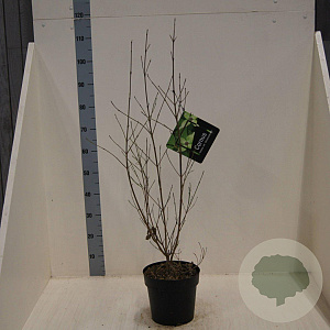 Cornus kousa chinensis 60-80 cm 6L meerstammig