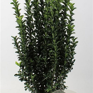 Euonymus jap. 'Green Spire' 50-60 cm 5,0L