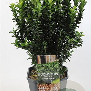 Euonymus jap. 'Green Spire' 50-60 cm 5,0L