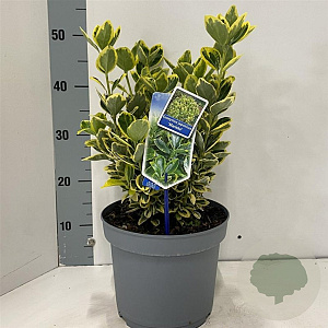 Euonymus jap. Marieke 35-40 cm 5,0L