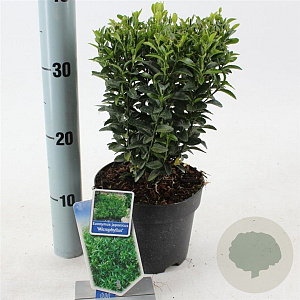 Euonymus jap. 'Microphyllus' 20-25 cm 2,0L