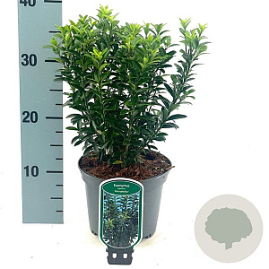Euonymus jap. 'Microphyllus' 20-25 cm 2,0L