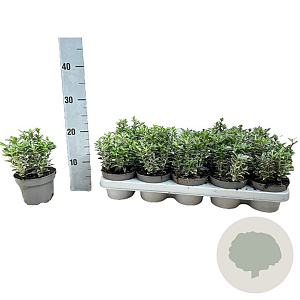 Euonymus jap. 'Microphyl. Albovar.' 15-20 cm P12