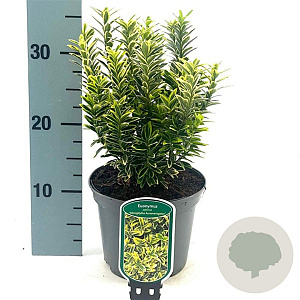 Euonymus jap. 'Microphyl. Aureovar' 20-25 cm 2,0L