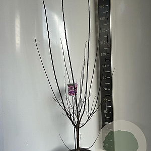 Prunus cer. 'Nigra' 100-120 cm 10L