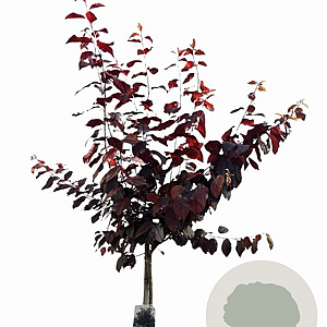 Prunus cer. 'Nigra' 120 cm stam 10L