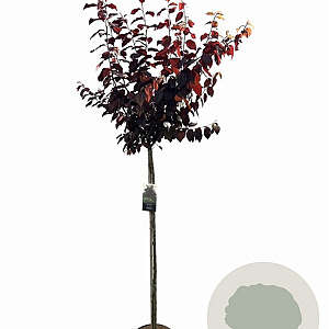 Prunus cer. 'Nigra' 120 cm stam 10L