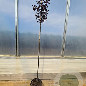 Prunus cer. 'Nigra' 120 cm stam 10L