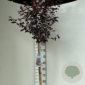 Prunus cer. 'Nigra' 120 cm stam 10L