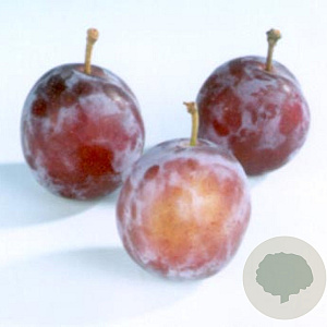 Prunus d. 'Opal' halfstam container 10-12