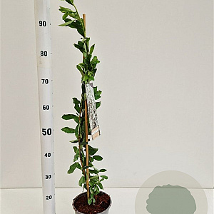 Exochorda 'The Bride' 70-80 cm 2,5L