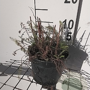 Achillea m. 'Paprika' GM 2,0L