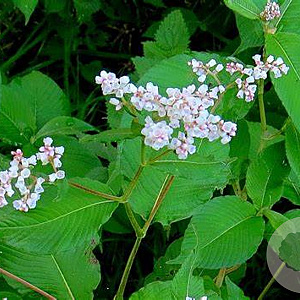 Aconogonon campanulatum 'Alba' GM P9
