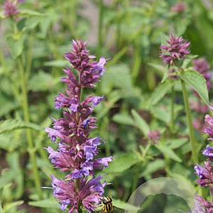 Agastache 'Ayala' GM P9