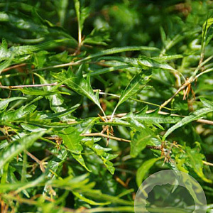 Fagus syl. 'Aspleniifolia' 50-60 cm met kluit