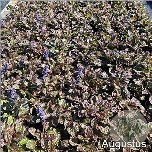 Ajuga reptans 'Catlin's Giant' GM 2,0L