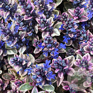 Ajuga tenorii Princess Nadia GM P9