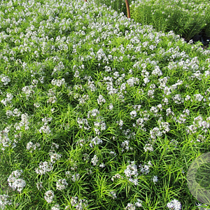 Amsonia 'Midway to Montana' GM P9