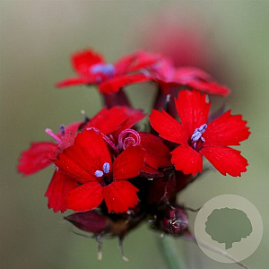 Dianthus cruentus GM P9