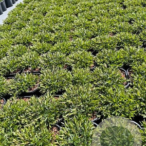 Dianthus delt. 'Flashing Light' GM 2,0L