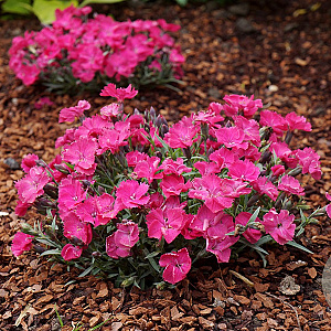 Dianthus Vivid Bright Light GM P9