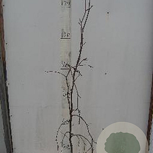 Fagus syl. 'Purple Fountain' 100-125 cm 10L