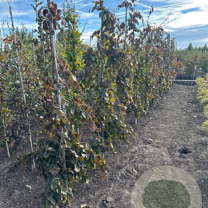 Fagus syl. 'Purple Fountain' 175-200 cm met kluit