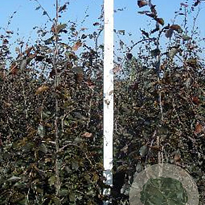 Fagus syl. 'Purpurea Pendula' 175-200 cm met kluit