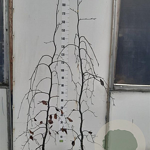 Fagus syl. 'Purpurea Pendula' 175-200 cm met kluit