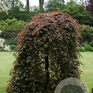 Fagus syl. 'Purpurea Pendula' 200-225 cm met kluit