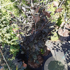 Fagus syl. 'Rohan Obelisk' 80-100 cm met kluit