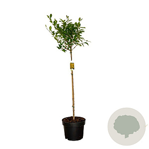 Forsythia int. 'Courtalyn' 80 cm stam 10L kroon