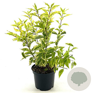 Forsythia int. 'Golden Times' 40-50 cm 3,0L