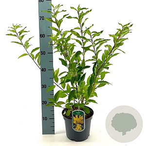 Forsythia int. 'Lynwood' 50-60 cm 3,0L