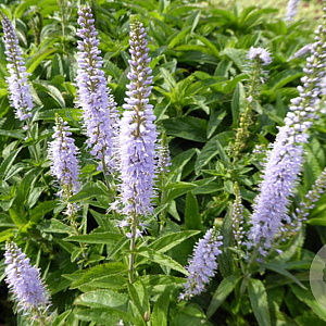 Veronica longif. 'Zoë' GM P9