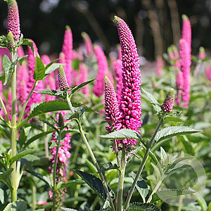 Veronica media 'Alllove' GM P9