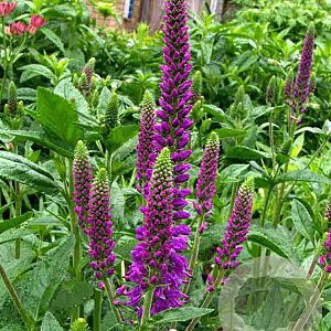 Veronica media First Match GM P9