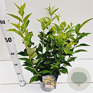 Forsythia int. 'Spectabilis' 40-50 cm 2,5L