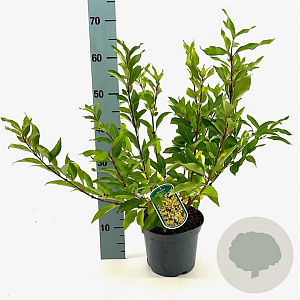 Forsythia int. 'Spectabilis' 50-60 cm 3,0L