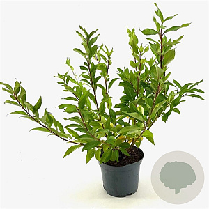 Forsythia int. 'Spectabilis' 50-60 cm 3,0L