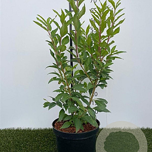 Forsythia int. 'Spectabilis' 50-60 cm 3,0L