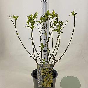 Forsythia int. 'Spectabilis' 50-60 cm 3,0L