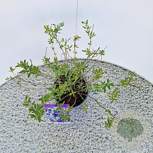 Salvia micr. 'Blue Monrovia' 40-45 cm 2,5L