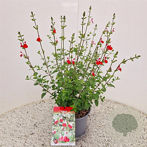 Salvia micr. 'Hot Lips' 40-50 cm 2,5L
