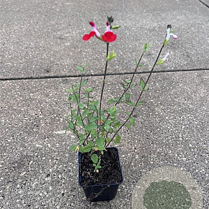 Salvia micr. 'Hot Lips' GM P9