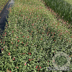 Salvia micr. 'Hot Lips' GM 2,0L