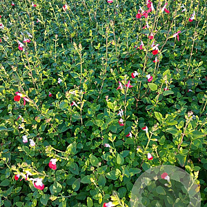 Salvia micr. 'Hot Lips' GM 2,0L