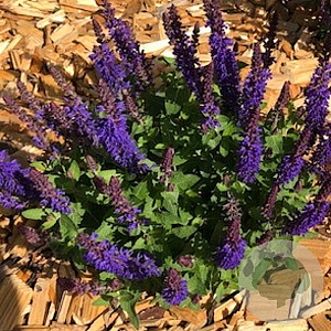 Salvia nem. Blue Bouquetta GM P9