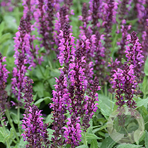 Salvia nem. 'Bumbleberry' GM P9